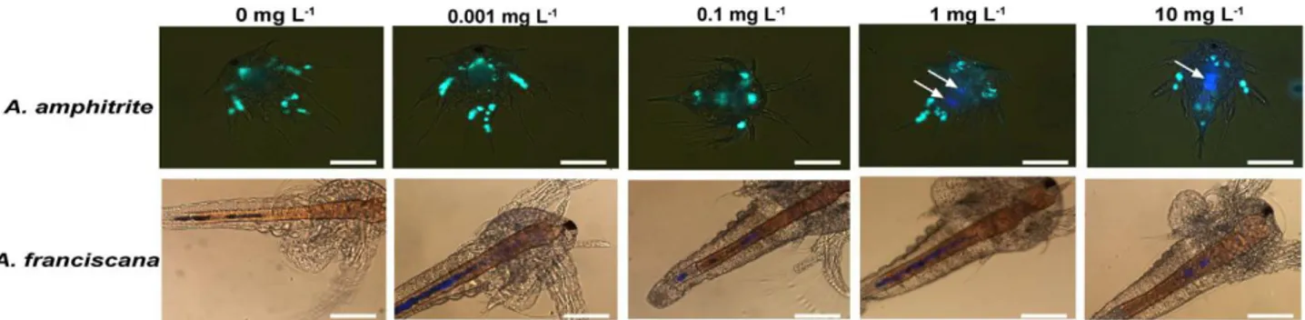 Figure 1.2.2.2 Microscopy images of nauplii and larvae revealing polystyrene microplastic inside  the invertebrates (image from Gambardella et al., 2017)