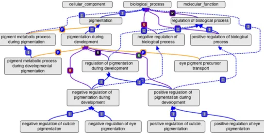 Figura 1.2: Sezione del grafo di Gene Ontology