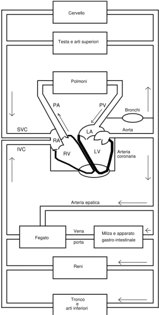 FIGURA 1.   Schema generale del sistema cardio-circolatorio  [G. Gnudi - Dispense di bioingegneria].