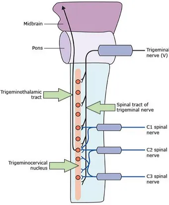 Figura 1: relazione anatomica fra radici nervose e nervo trigemino 