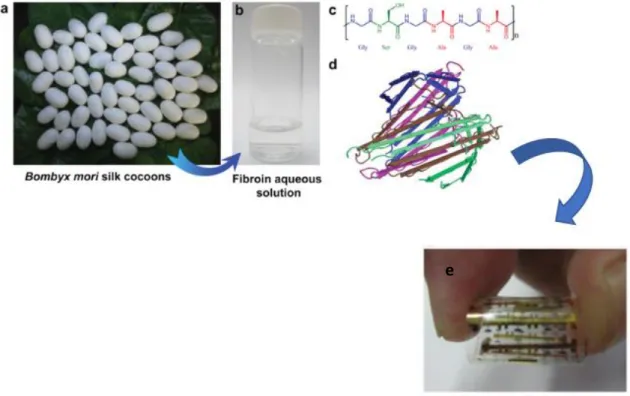 Figura  9  Rappresentazione  dei  vari  passaggi  per  l'ottenimento  di  un  dispositivo  opto-elettronico  a  base  di  fibroina: dapprima il baco da seta (fig 9.a) viene lavorato per separare la fibroina dalla sericina e poi la proteina  viene disciolta