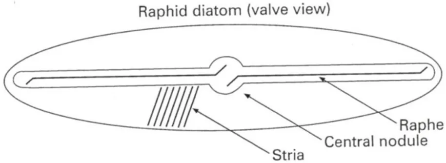 Figura 3. Rafe delle diatomee in vista valvare. 