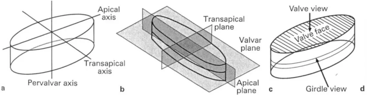 Figura  4. Tre dimensioni per l’identificazione della cellula in  vista valvare e vista  commesurale