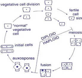 Figura 6. Riproduzione asessuale e sessuale di diatomee pennate.