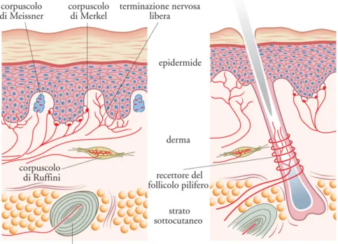 Figura 1.2: Recettori cutanei