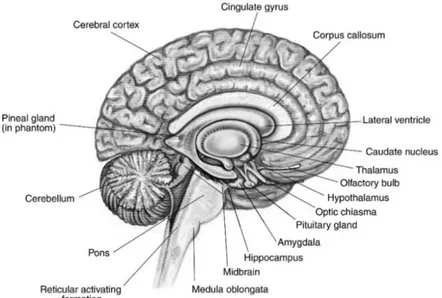 Figura 1.1 Visione sagittale mediana dell'encefalo 