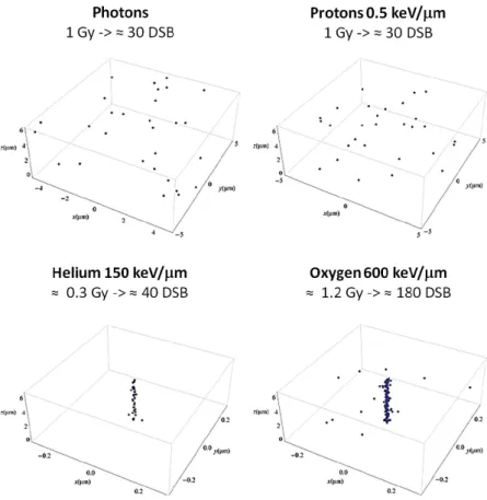 Figure 1.19: Simulated patterns of DSB distribution after photon and ion irradiation in a typical cell nucleus (radius of ≈ µm)