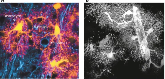 Figura 3 A) Immagine di marcatura immunofluorescente di un astrocita in vivo marcato 