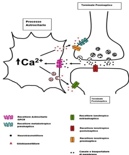 Figura 5 Schema della sinapsi tripartitica tratto da Agulhon 