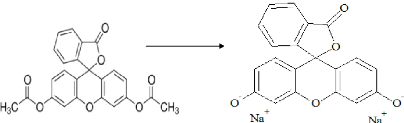 Figura 14: 20X FDA a 5 DIV di astrociti piastrati su un  substrato di poli-D-lisina (PDL)