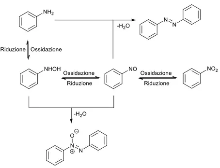 Figura 2 Percorsi di formazione dell’azossibenzene 