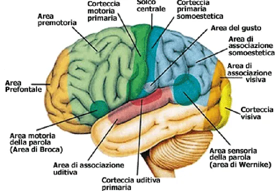 Figura 8: suddivisione delle aree sensoriali cerebrali 
