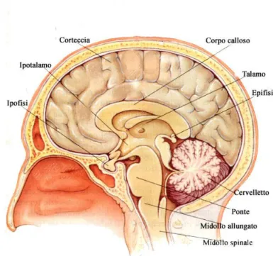 Figura 1: sistema nervoso centrale 