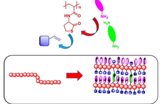 Figure 3. Modification with poly(acrylamide-thiolactone) by aminolysis with an amine (in pink) and click thio-ene 