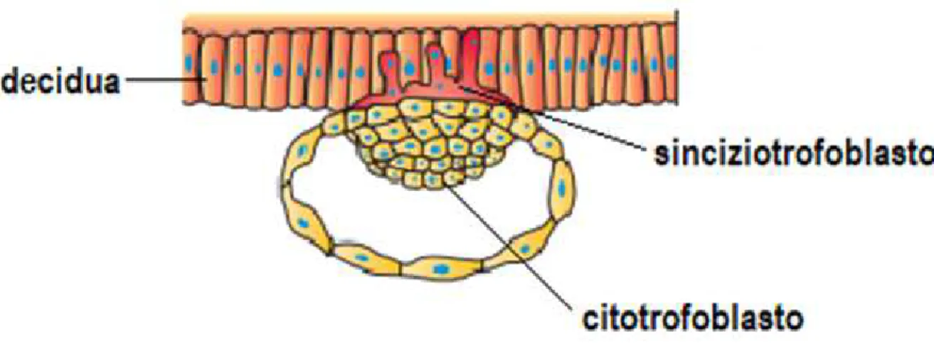 Figura 4:  l’immagine mostra la fase di impianto in cui le cellule di trofoblasto iniziano a proliferare