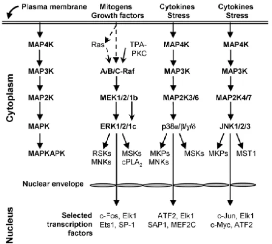Figura 8:  La cascata delle MAPK quali ERK, p38 e JNK che si verifica nel citoplasma possono essere 