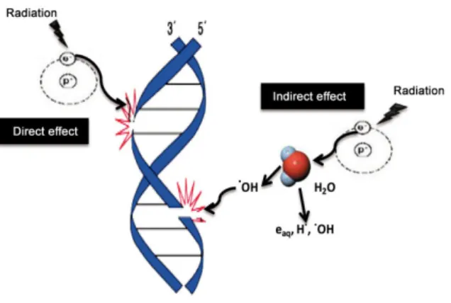 Figure 1.12: Direct and indirect actions of radiation. The structure of DNA is shown schemat- schemat-ically.
