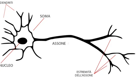 Figura 1.1: Struttura cellulare di un neurone con soma, dendriti e assone Nel cervello umano sono presenti un numero di neuroni che si aggira intorno ai 100 miliardi, ciascuno dei quali è interconnesso ad un totale di circa 10 4 neuroni