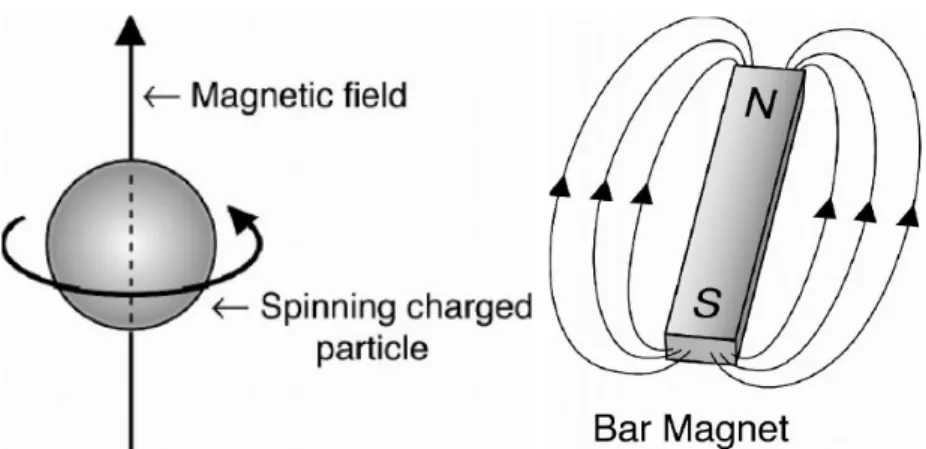 Figura 1.1: Nuclei con spin non nulli generano campo magnetico e sono considerati come magneti microscopici.