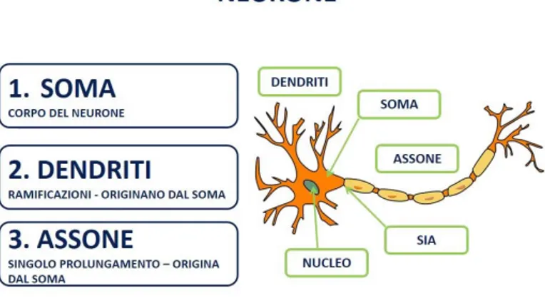 Figura 1.2: neurone biologico