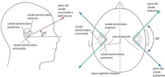 Figura 1.3: Disposizione spaziale dei canali semicircolari