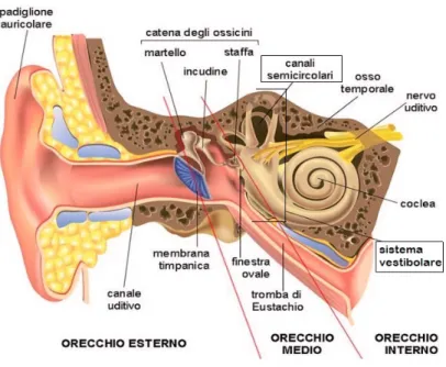 Figura 1: L’orecchio umano