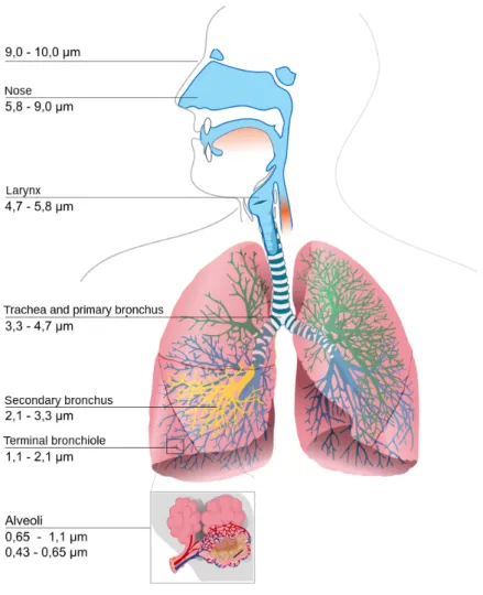 Figure 3.1: The penetration of particulate in the respiratory system [43]
