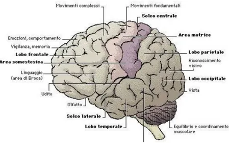 Figura 2.4: Aree funzionali del cervello