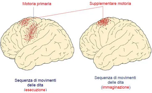 Figura 14 aree attive durante un compito motorio e duramente la sola immaginazione motoria a confronto