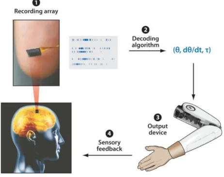 Figura 1.1: Le quattro componenti di un’interfaccia neurale closed-loop