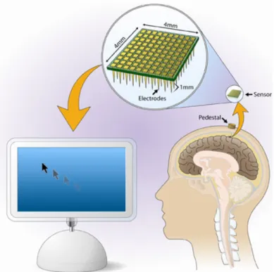 Figura 1.3: Sistema hardware-software di interfacciamento tra cervello e com- com-puter in grado di leggere le trasmissioni sinaptiche scambiate dai neuroni del cervello e trasformarle in movimenti del cursore su uno schermo di computer.