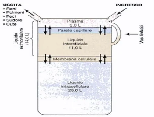 Fig. 1.5: Suddivisione dei tre fluidi corporei nei tre compartimenti principali