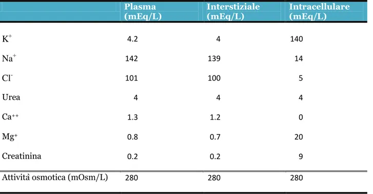 Tab. 1.1: Sostanze osmolari nel liquido intracellulare ed extracellulare [7]  Plasma   (mEq/L)  Interstiziale (mEq/L)  Intracellulare (mEq/L)  K +  4.2  4  140  Na + 142  139  14  Cl - 101  100  5  Urea  4  4  4  Ca ++  1.3  1.2  0  Mg +  0.8  0.7  20  Cre