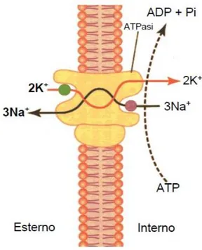 Fig. 3.1: Na-K ATP-asi