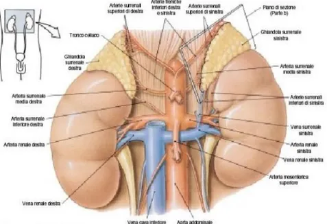 Fig. 1.1: Localizzazione anatomica dei reni 