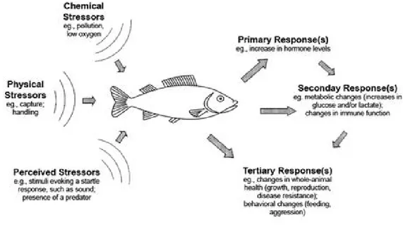 Figure 6.Physical, chemical and otherperceivedstressors act on fish to evokephysiological and  relatedeffects, which are  groupedasprimary, secondary  and tertiary or  whole-animalresponses