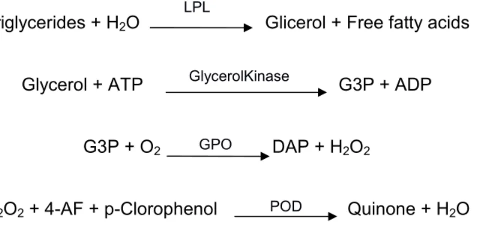 Figure 12.The Triglyceridesreactions due to the commercial kit “Triglycerides” of SPINREACT  to obtain the cromogenic compound