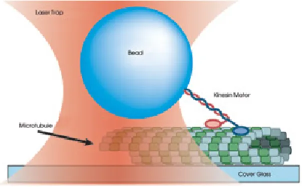 Figure 1.5: Trapped bead bound to one end of a kinesin molecule [19].