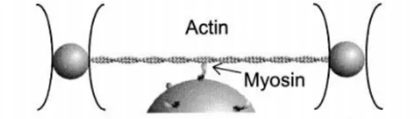 Figure 1.6: Three-beads geometry used to perform single-molecule mechanical measure- measure-ments from actomyosin [10].
