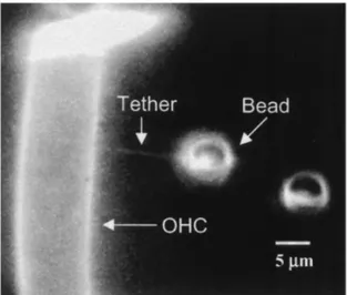 Figure 1.10: Fluorescence image of the experiment showing the tether between the outer hair cell (OHC) membrane and a polystyrene bead [21].