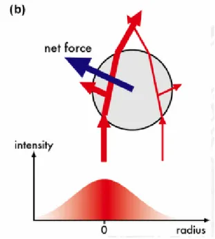 Figure 1.12: Representation of forces in the ray optics approximation, from [28].