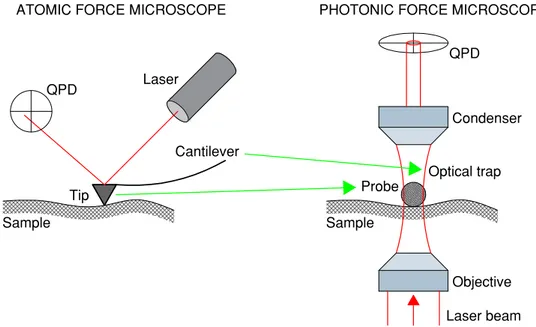 Figure 1.13: Comparison sketch between AFM and PFM. The cantilever and the tip are replaced by the optical trap and the trapped probe, respectively