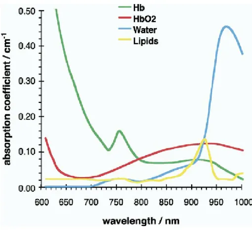 Fig. 4: Grafico relativo all’assorbimento di luce da parte di una soluzione lipidica, di acqua  pura, emoglobina ed emoglobina ossigenata con relative curve di assorbimento tra gli assi  x  e  y  che  rispettivamente  indicano  la  lunghezza  d’onda  in  n