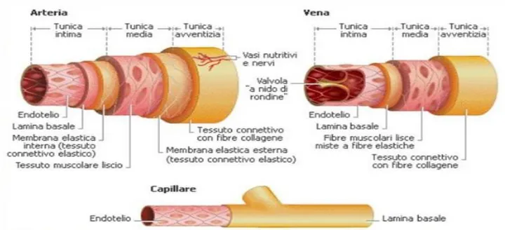 Figura  1.    Struttura  di  un  vaso  sanguigno.  Riprodotta  da  [http://www.didascienze.it/vasi- [http://www.didascienze.it/vasi-sanguigni.html]