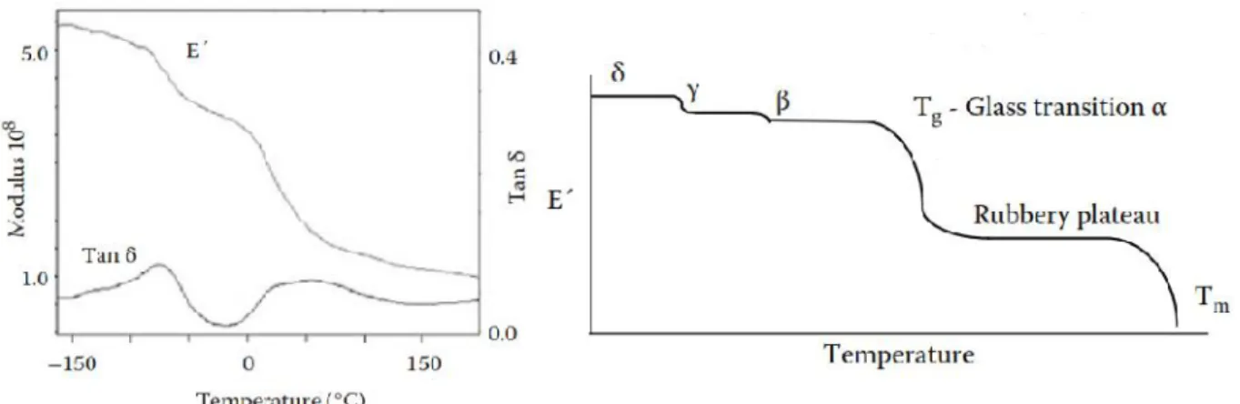 Figura 21 [25],[2] . Il grafico di sinistra è riferito ad una scansione reale del modulo elastico e di tanδ in funzione della temperatura