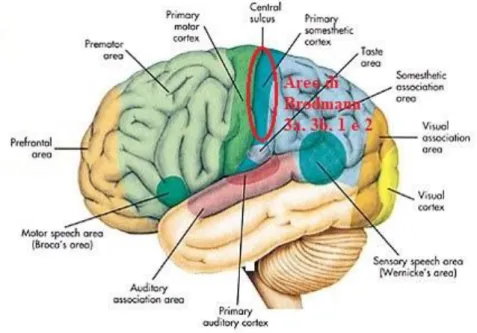 Figura 2: in rosso è cerchiata la corteccia somestesica primaria, nota anche come corteccia somato-sensoriale  primaria (S1); essa è suddivisa nelle aree di Brodmann 3a, 3b, 1 e 2