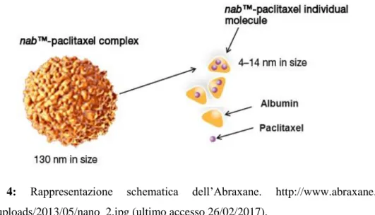 Figura  4:  Rappresentazione  schematica  dell’Abraxane.  http://www.abraxane.eu/wp- http://www.abraxane.eu/wp-content/uploads/2013/05/nano_2.jpg (ultimo accesso 26/02/2017)