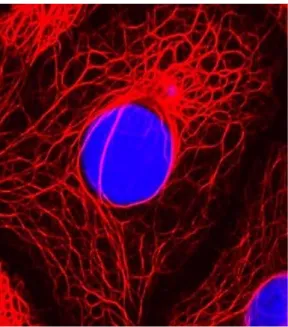 Figura 9: Immagine al microscopio del citoscheletro di cellule epiteliali. Filamenti di cheratina  (rosso) e nucleo cellulare (blu)