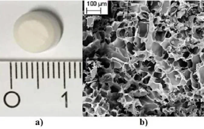 Figura  12:  Aspetto  macroscopico  di  una  spugna  di  cheratina  (a)  e  visualizzazione  al  microscopio elettronico a scansione (b)