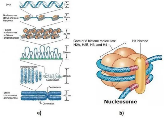 Figura 13: a) Schema di assemblaggio di un cromosoma partendo dal DNA. b) Struttura di un  nucleosoma